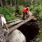 Bog Bridging White Cap