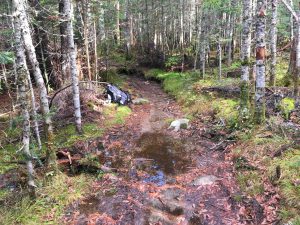 DrainageWithLeaves1